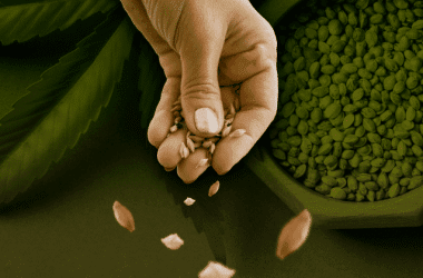 Best Feminized Seed Banks